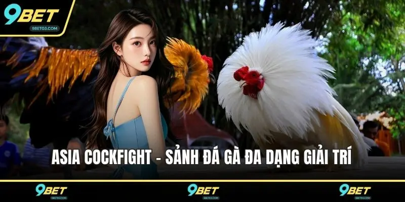 Asia Cockfight - Sảnh đá gà đa dạng giải trí