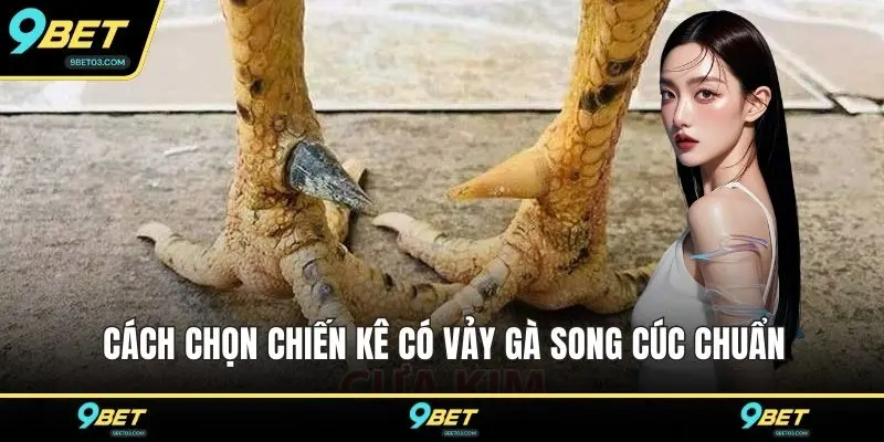 Cách chọn chiến kê có vảy gà song cúc chuẩn