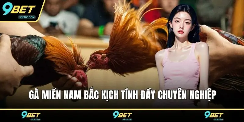 Gà miền Nam Bắc kịch tính đầy chuyên nghiệp
