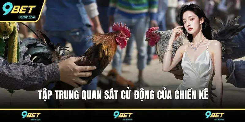 Tập trung quan sát cử động của chiến kê